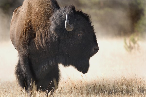 Bison profile a hot and dusty day