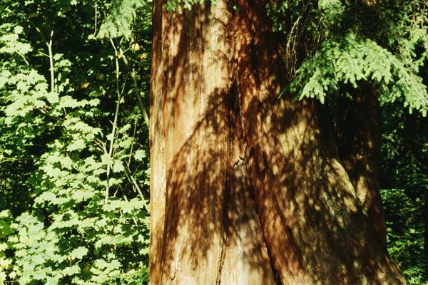 El cedro es una madera ideal para hacer arcos.