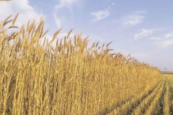 Comstock/Comstock/Getty Images Los mercados de productos básicos como el trigo, son ejemplos de sistemas de mercado que se acercan al modelo de competencia perfecta.