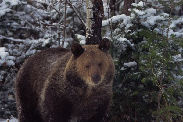 El animal más famoso que hiberna es el oso, aunque hay contención sobre si los osos son verdaderamente hibernadores.