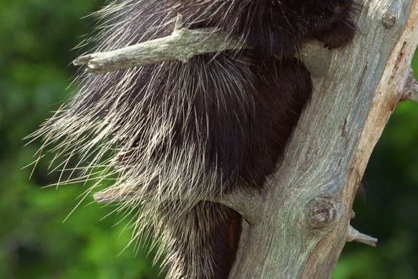 Un puercoespín tiene cola larga y prensil.