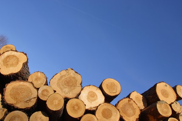 Selecciona una pieza de madera o una rama recta.