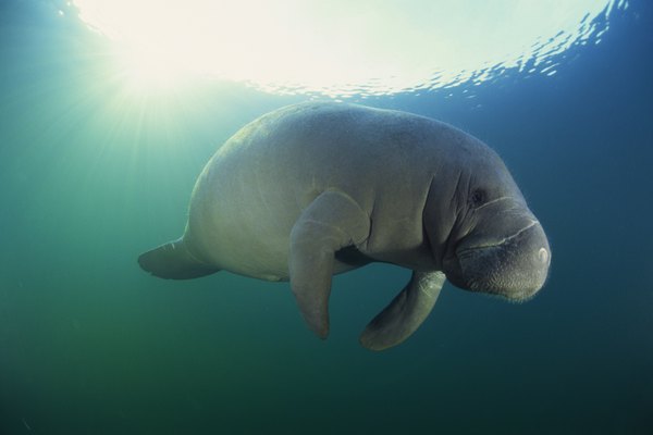 Ejemplar de manatí australiano o vaca marina.