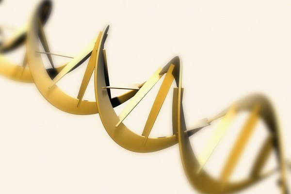 La doble hélice del ADN se une por base de pares y una columna de azúcar-fosfato.