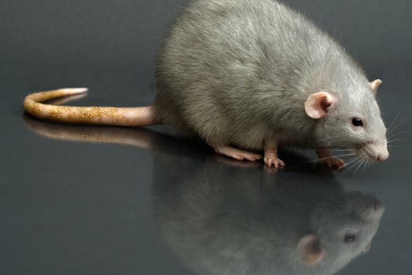 Examina el cableado eléctrico en tu ático para detectar signos de daños causados ​​por las mordidas de ratas.