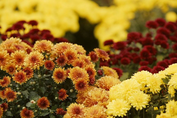 Existe una enorme variedad de especies de flores