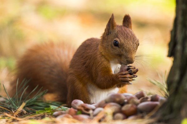 Animals & Plants in Georgia's Mountains | Getaway USA