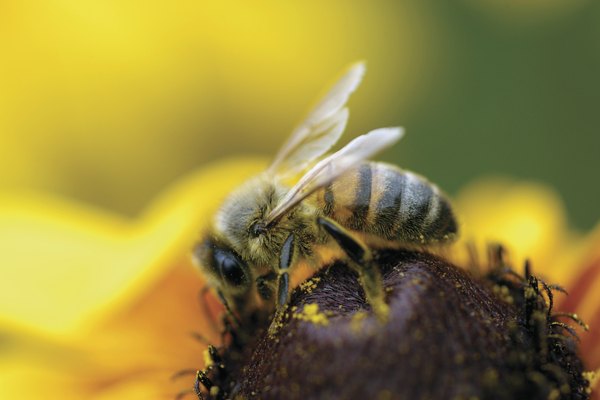 Las abejas son cruciales para el transporte del polen entre las flores.