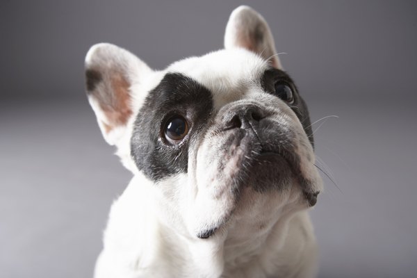 Una de las opciones de las razas de perros en