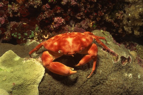 Los cangrejos tienen un exoesqueleto muy duro que los protege de los depredadores.