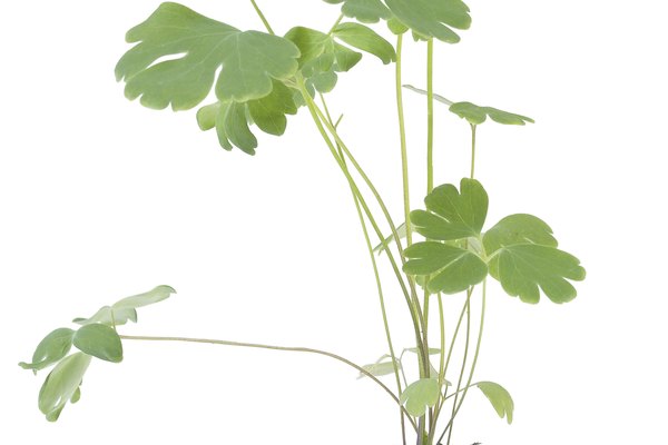 Puedes cultivar plantas en tu nueva bolsa.