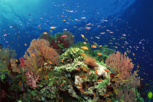 Arrecife de coral.