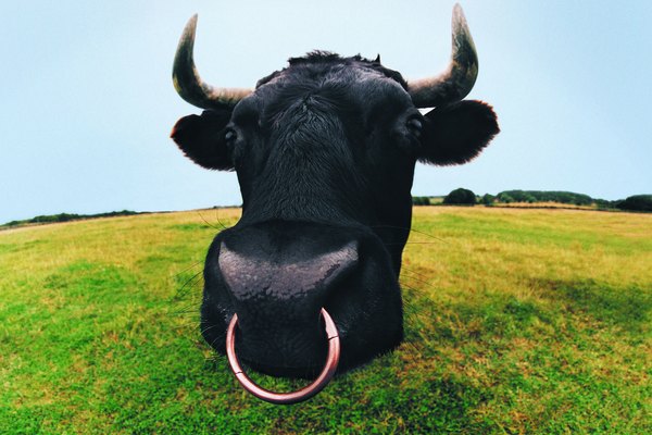 Incluso puedes agregar un anillo en la nariz a tu cabeza de toro.
