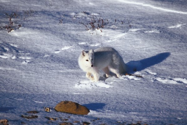 Trata de tener los nombres de los animales centrados en el papel y espaciados.