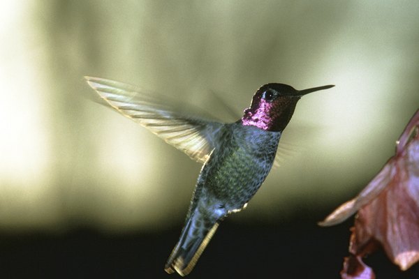 Fabrica un nido para ver de cerca la vida de los colibríes.