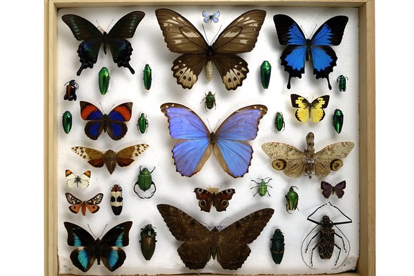 Existen muchas personas que disfrutan de armar e incrementar su colección de mariposas