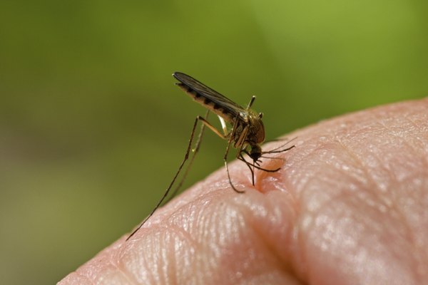 Stinging Mosquito