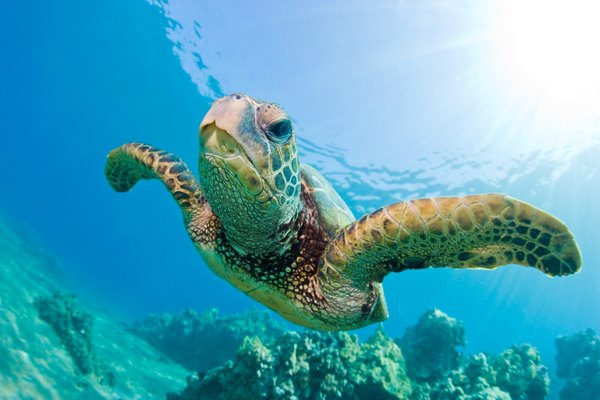 Una tortuga nadando en un arrecife de coral.