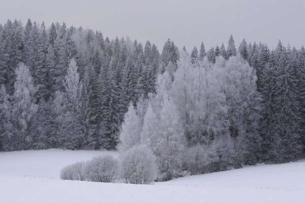 Finlandia, tierra de nieve.