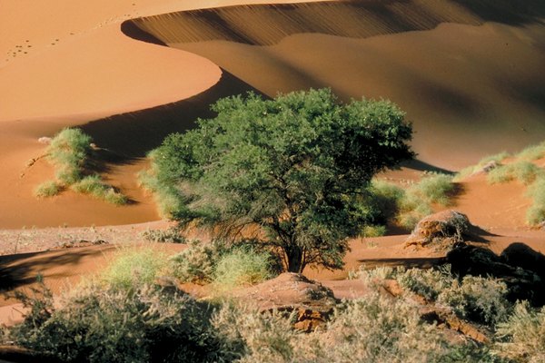 Las acacias son el tipo más común de árbol que se encuentra en los desiertos áridos.