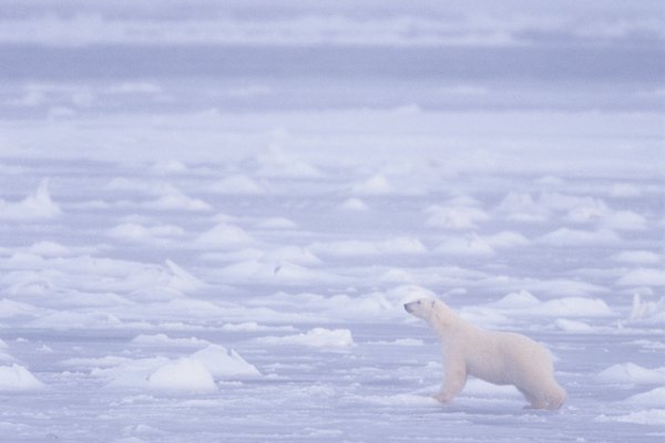 Las temperaturas cálidas reducen la cantidad de hielo en la cual los osos polares pueden cazar.