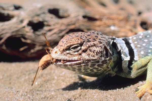 Los grillos son esenciales para la supervivencia de ciertos reptiles.