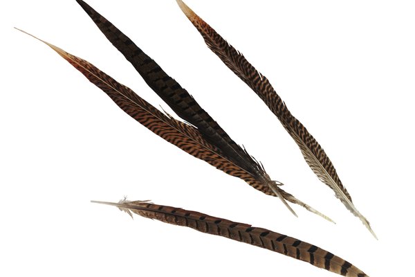 Las plumas de faisán rectas se curvan para acentuar la cola de las aves disecadas y las artesanías hechas con este material.