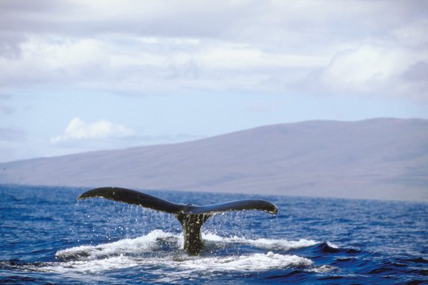 Los mamíferos marinos como las ballenas y los delfines también utilizan la ecolocalización para localizar cosas a larga distancia.