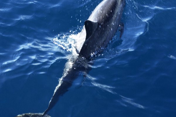 Los niños pueden crear dioramas en cajas de zapatos para aprender más sobre los delfines.