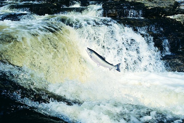 Un salmón saltando en el agua.