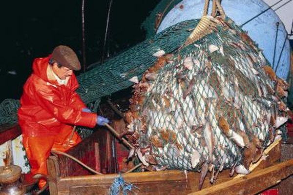 Stockbyte/Stockbyte/Getty Images Los pescadores de mar adentro pueden ayudar a componer el equipo y procesar el pescado mientras están en el mar.