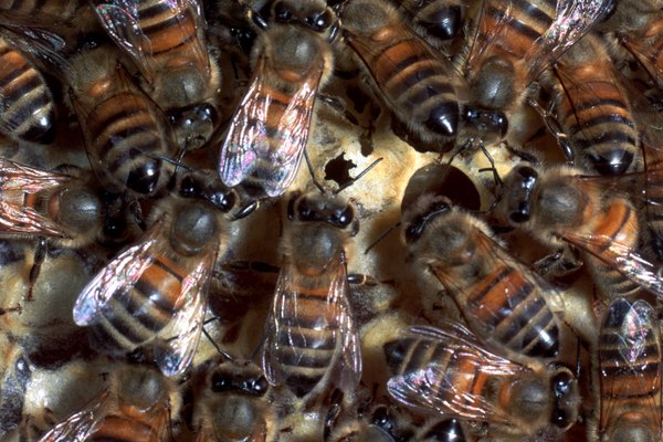 El enjambre rodea a la reina y la mantiene a salvo mientras que los zánganos vuelan en busca del hogar ideal.