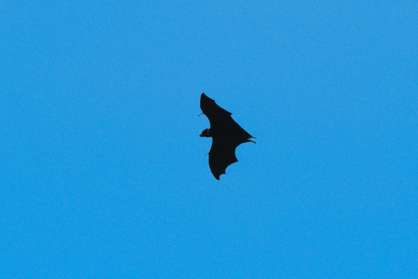 Los murciélagos también pueden utilizar ecos para determinar la dirección de un objeto que está en movimiento.
