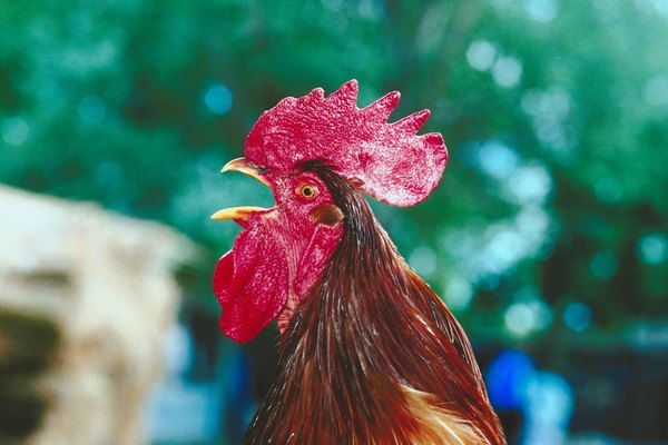 Los gallos se distinguen de las gallinas por sus plumas faciales rojas prominentes.