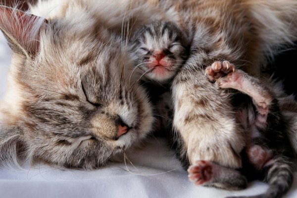 mother cat ignoring newborn kitten