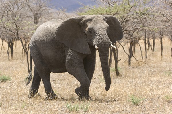 Las arrugas del elefante le ayudan a mantenerse fresco.