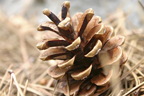 Este cono hembra madura de un pino ya se ha abierto para arrojar sus semillas aladas.