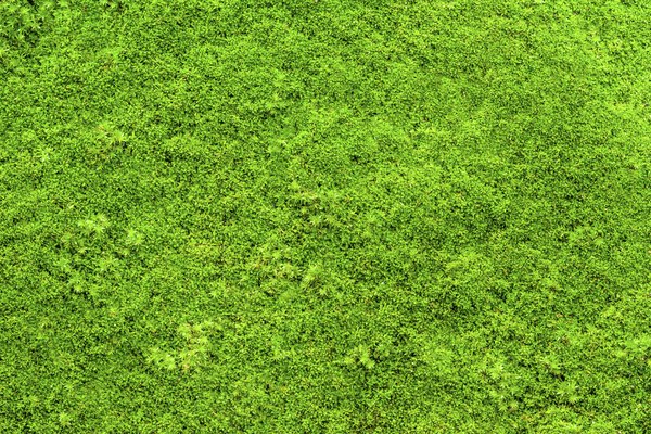 Green Moss