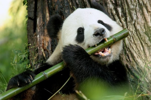 Panda comiendo bambú.