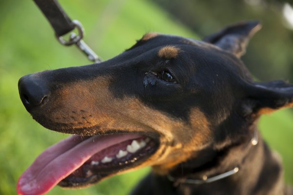 Doberman Ear Cropping Chart