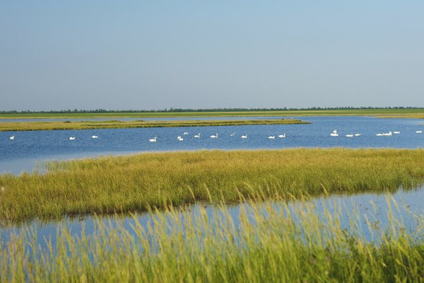 swans on wetland
