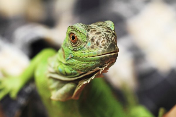 Acercamiento de una iguana verde.