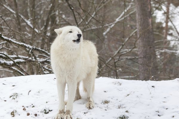 arctic wolf habitat