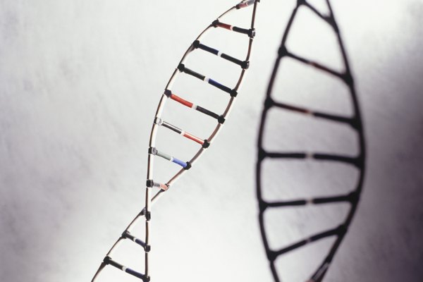 Los primers son necesarios para amplificar regiones de ADN.
