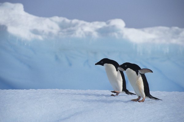 Sólo pingüinos pueden soportar el frío antártico.