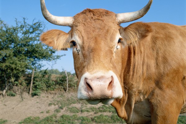 Cualquier otra parte del globo ocular que una vaca posea como similitud con un globo ocular humano se encuentra más grande en el globo ocular de la vaca.