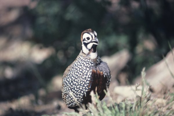 Las codornices son aves pequeñas que pueden ser convenientemente criadas en el jardín de tu casa.