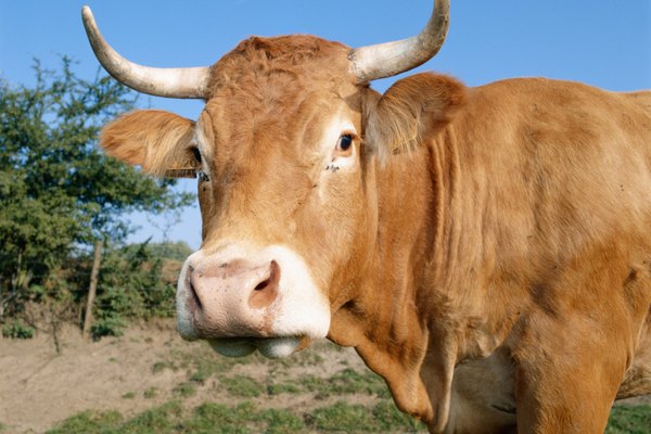Los cuernos de vaca han sido pulidos y decorados tanto por la clase alta como por la baja, al menos durante diez siglos.