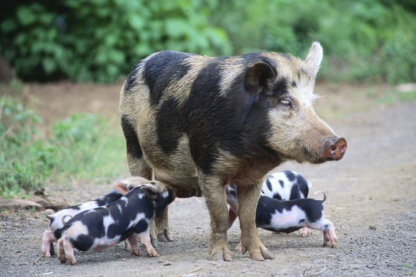 Lechones con su madre.