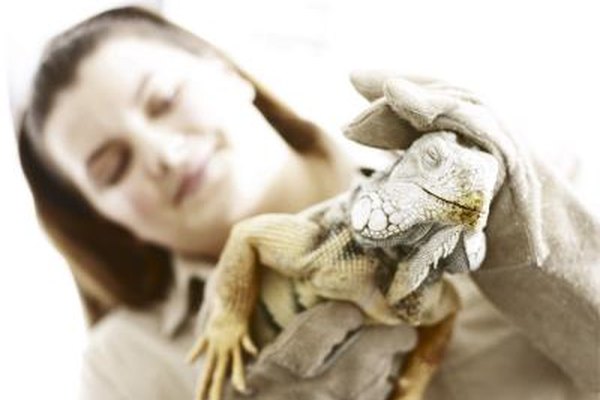 Hemera Technologies/AbleStock.com/Getty Images Trabajar en un zoológico, acuario, santuario animal u hospital veterinario son algunas de las carreras en la crianza de animales.
